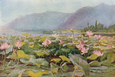 Lotuslilien auf dem Dal-See